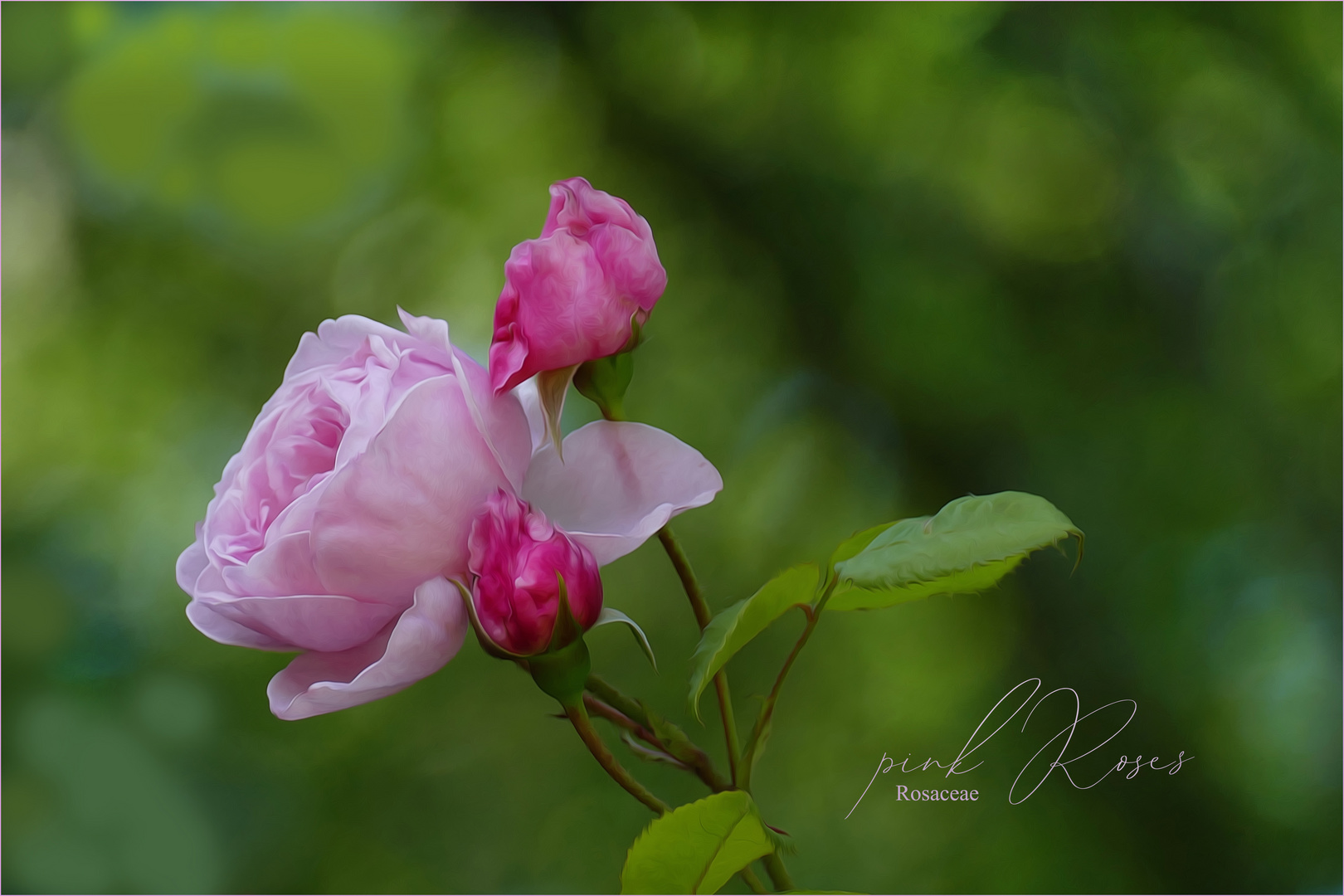 MAL WIEDER ROSA