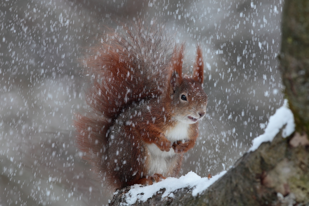 Mal wieder Schnee ... ! Dettingen a.d.Erms,Biosphärengebiet schw. Alb