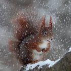 Mal wieder Schnee ... ! Dettingen a.d.Erms,Biosphärengebiet schw. Alb