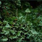 Mal wieder was aus der Natur: Cladonia digitata