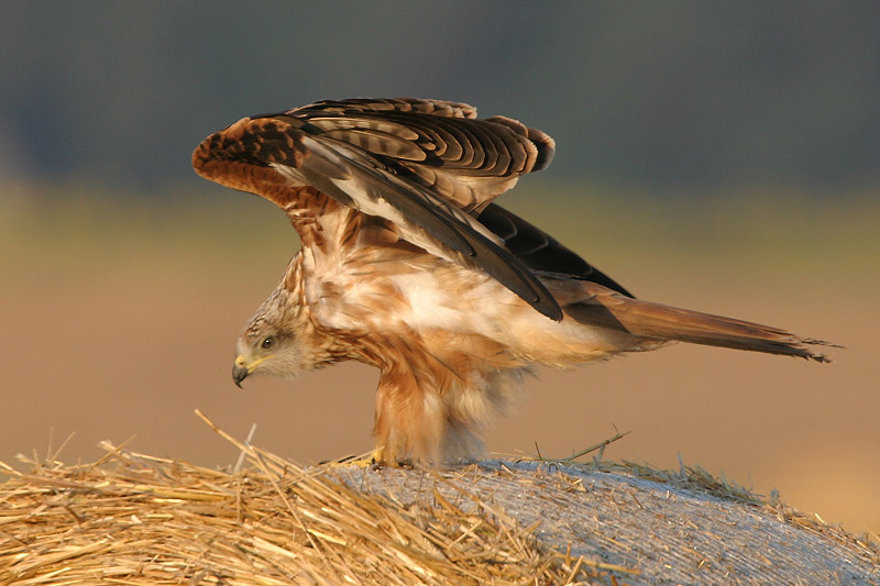 Mal wieder was für die Greifvogelfreunde ...