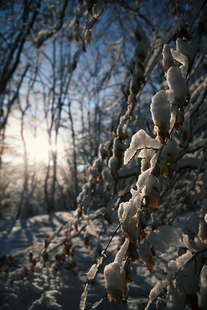 mal wieder was Natur...