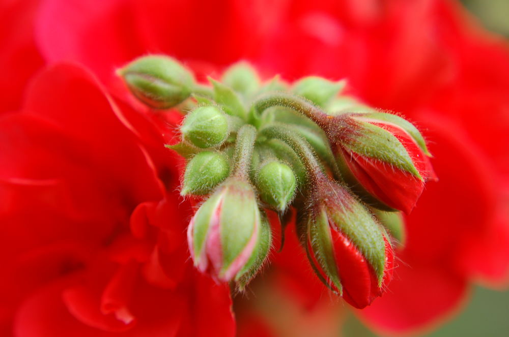 Mal wieder was von unseren Blumenkästen.