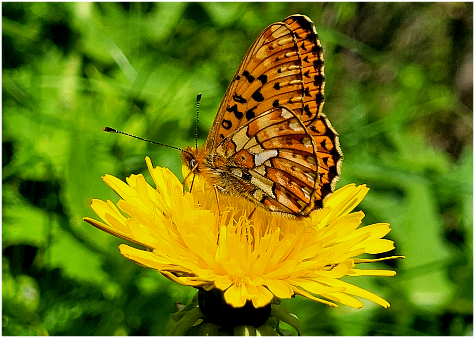 Mal wieder Zeit für einen Schmetterling