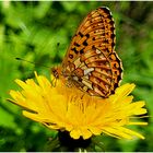 Mal wieder Zeit für einen Schmetterling