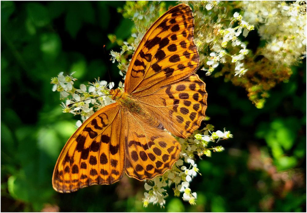 Mal wieder Zeit für einen Schmetterling (I)