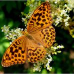 Mal wieder Zeit für einen Schmetterling (I)