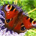 Mal wieder Zeit für einen Schmetterling (II)