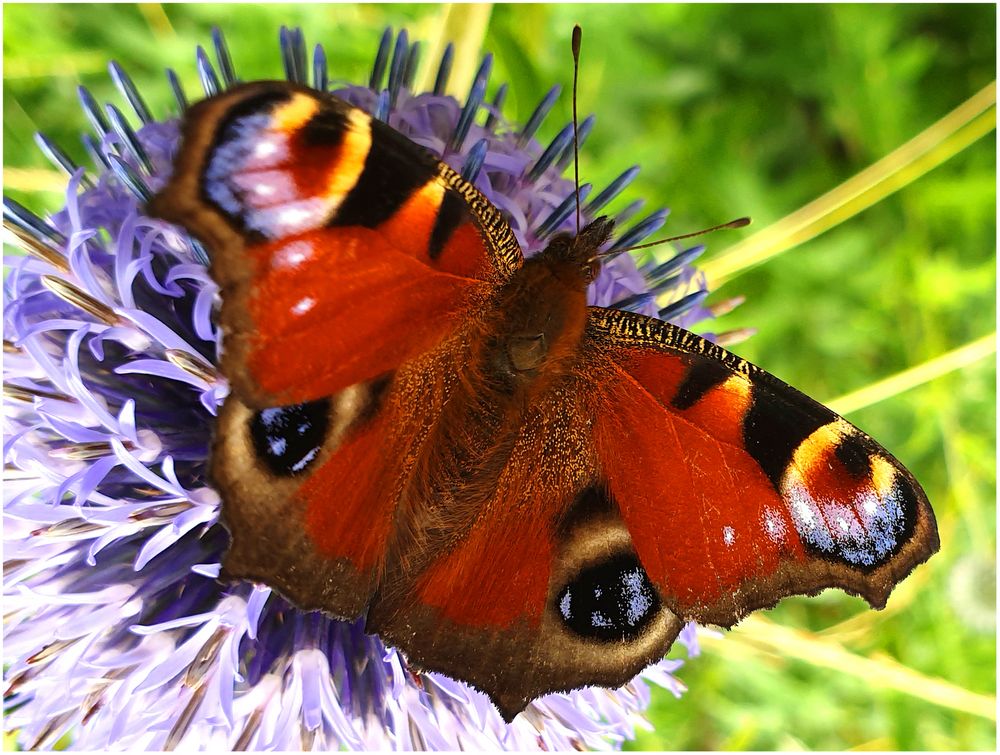 Mal wieder Zeit für einen Schmetterling (II)