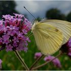 Mal wieder Zeit für einen Schmetterling (III)