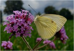 Mal wieder Zeit für einen Schmetterling (III)