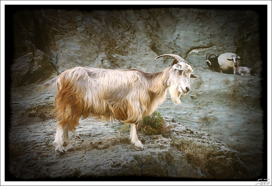 mal zur Abwechlung viel Bock!