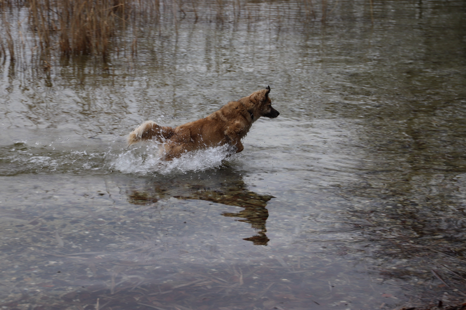 Mala liebt das Wasser