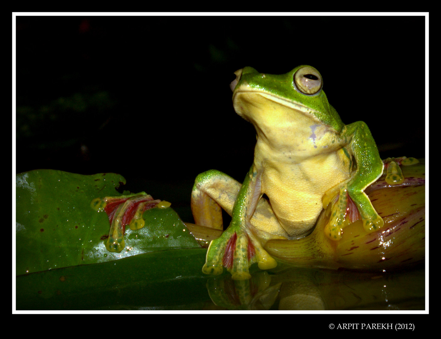 Malabar Gliding Frog