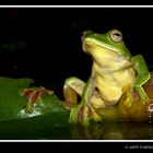 Malabar Gliding Frog