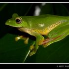 Malabar Gliding Frog (Rhacophorus malabaricus)