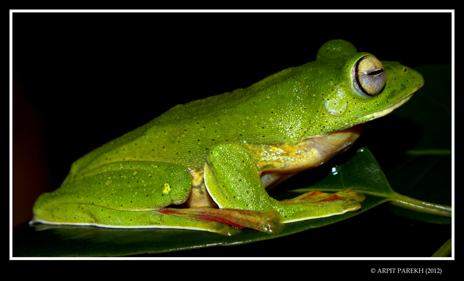 Malabar Gliding Frog [Rhacophorus malabaricus]