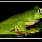 Malabar Gliding Frog [Rhacophorus malabaricus]