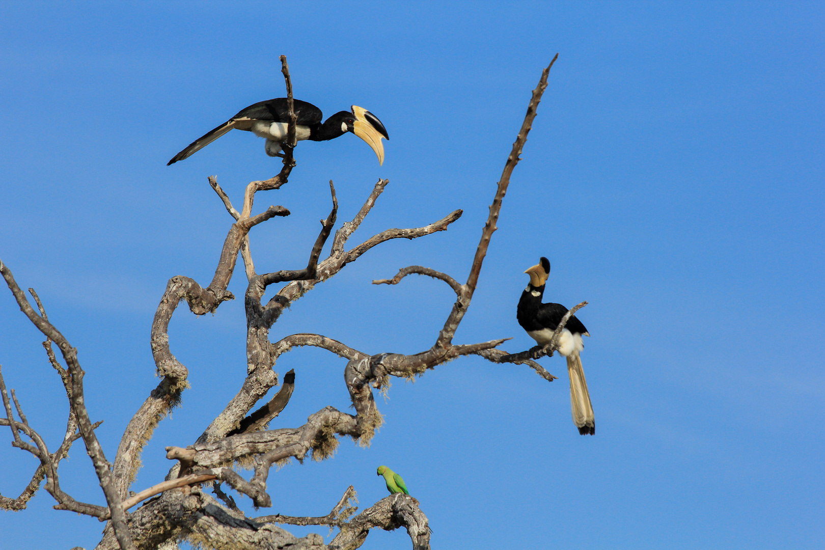 Malabar Hornvogel - Yala Nationalpark