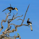Malabar Hornvogel - Yala Nationalpark