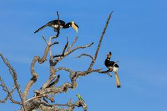 Malabar Hornvogel - Yala Nationalpark