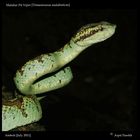 Malabar Pit Viper [Trimeresurus malabaricus ]