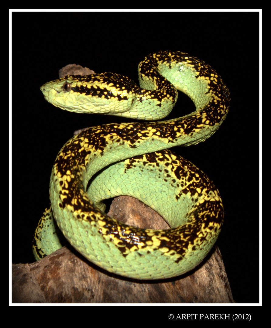 Malabar Pit Viper (Trimeresurus malabaricus)