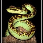 Malabar Pit Viper (Trimeresurus malabaricus)