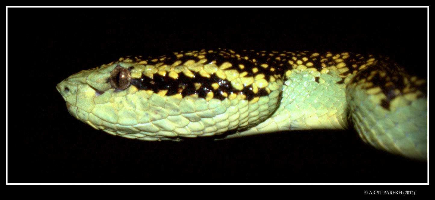 Malabar Pit Viper [Trimeresurus malabaricus]