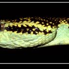 Malabar Pit Viper [Trimeresurus malabaricus]