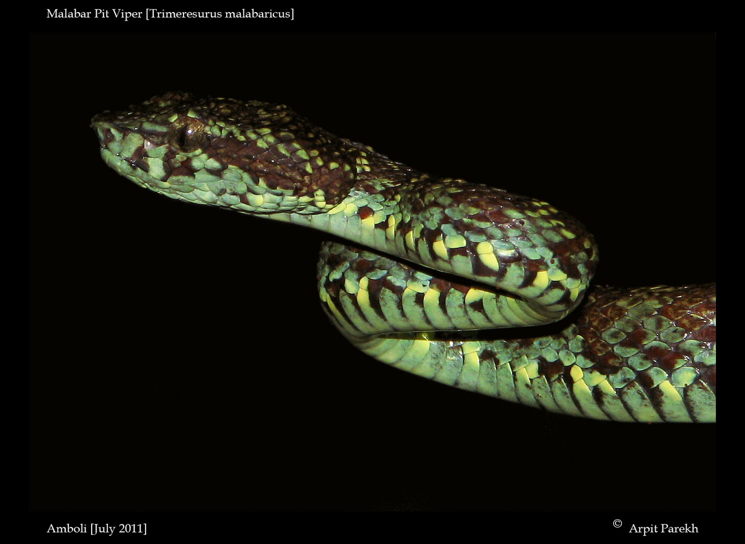 Malabar Pit Viper [Trimeresurus malabaricus ] II