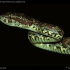 Malabar Pit Viper [Trimeresurus malabaricus ] II