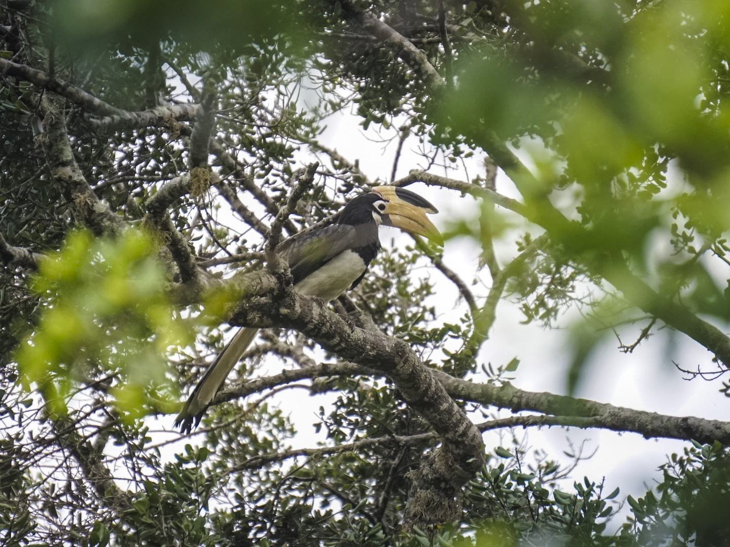 Malabarhornvogel