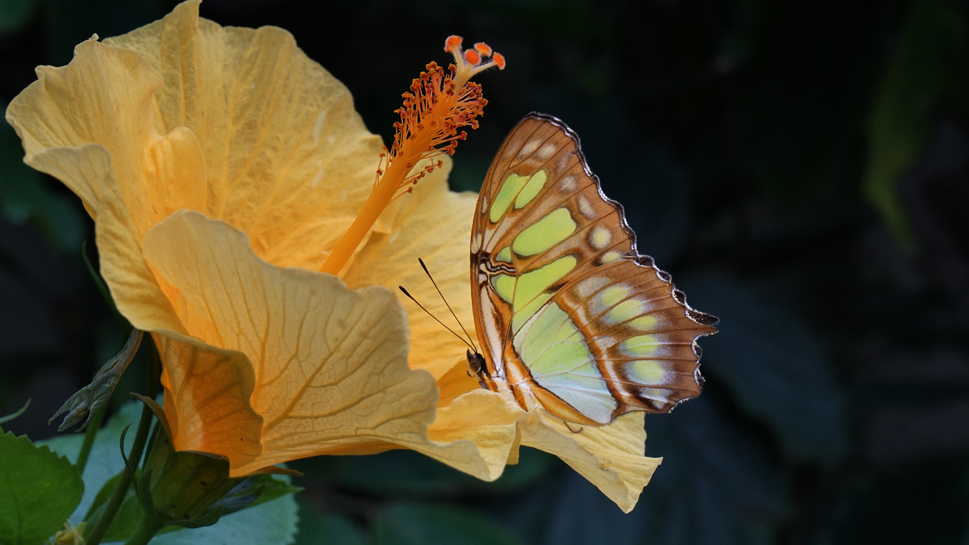 Malachit auf gelber Hibiskusblüte