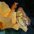 Malachit auf gelber Hibiskusblüte