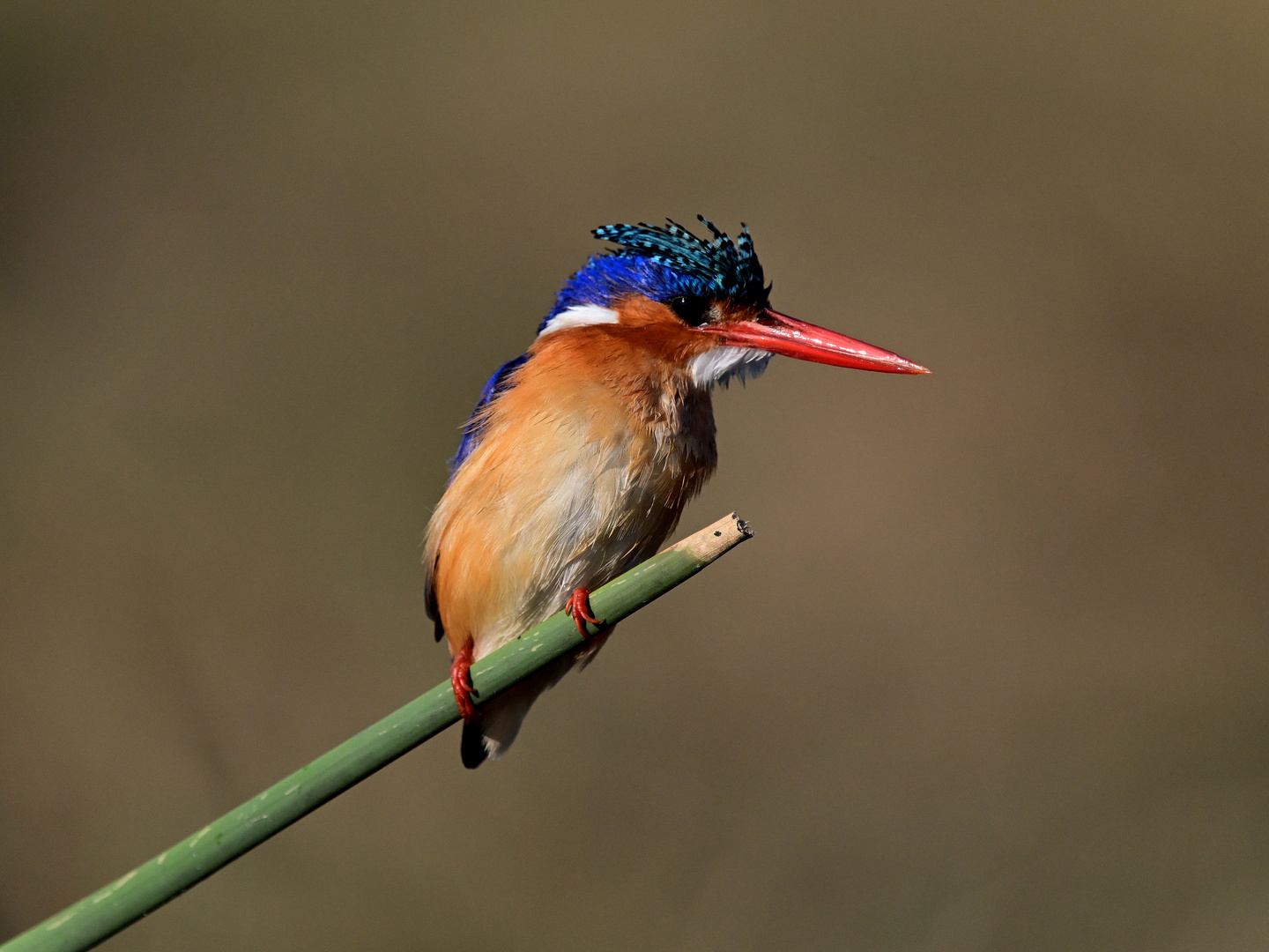 Malachit Eisvogel