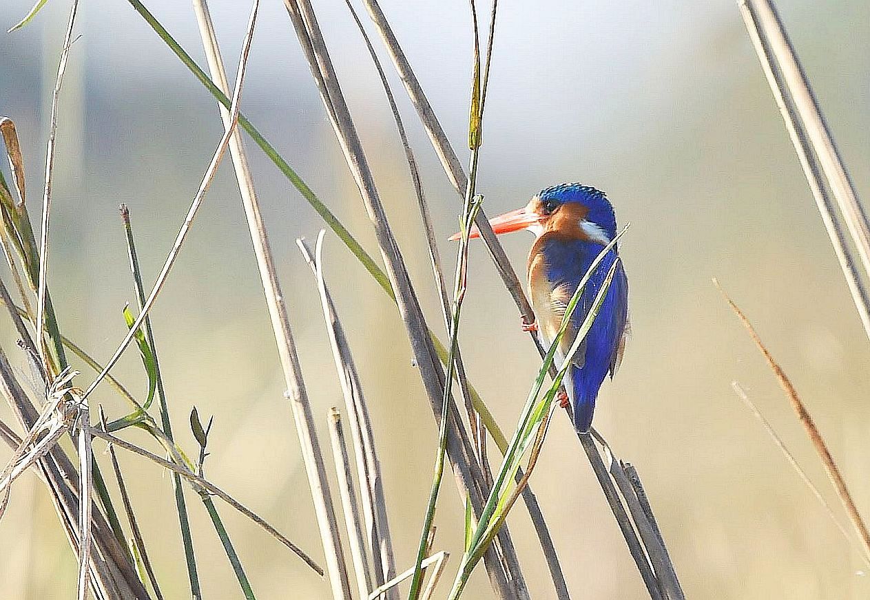 Malachit Eisvogel