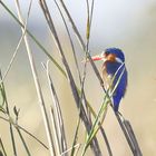 Malachit Eisvogel