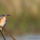 Malachit Eisvogel