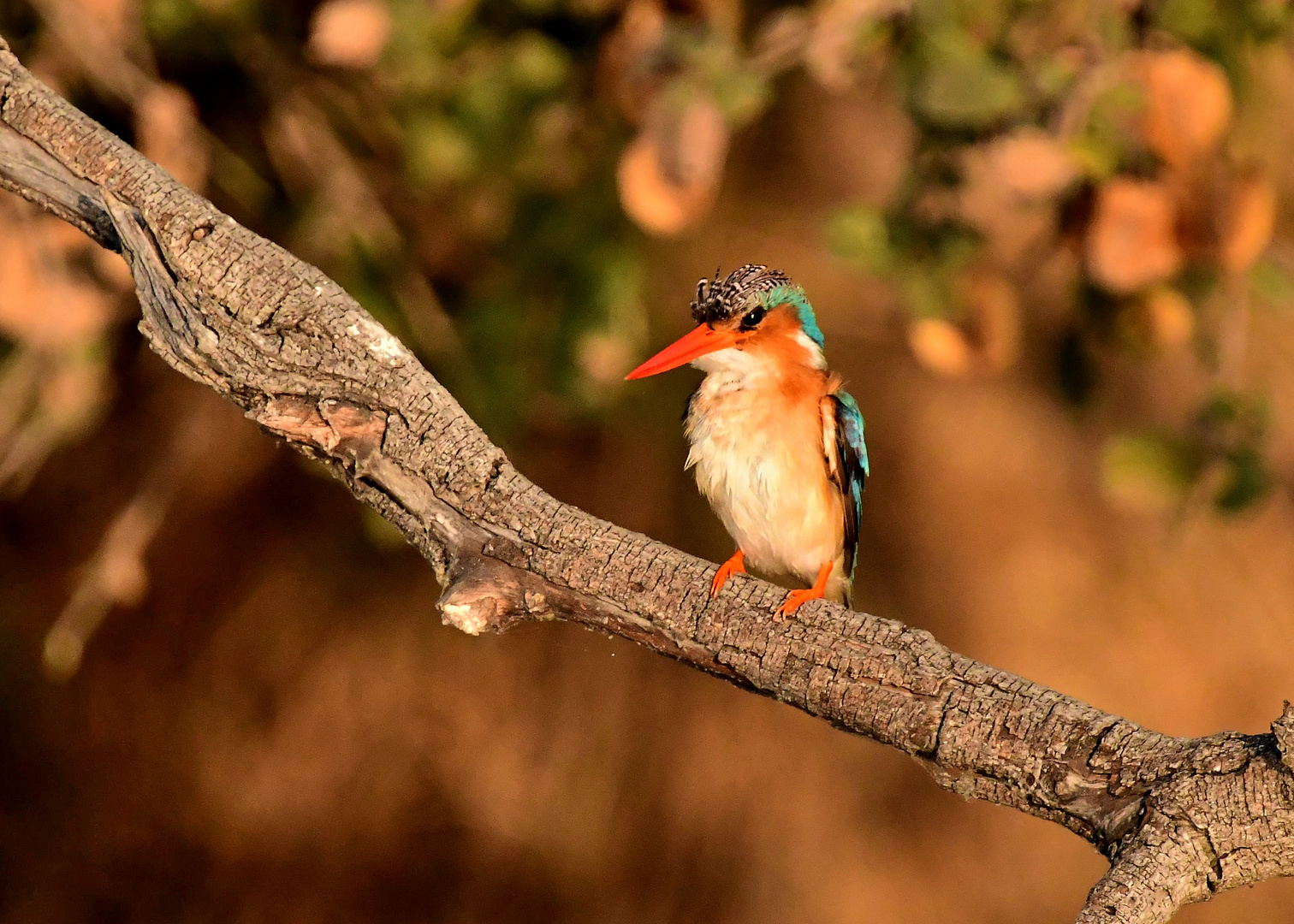 Malachit Eisvogel