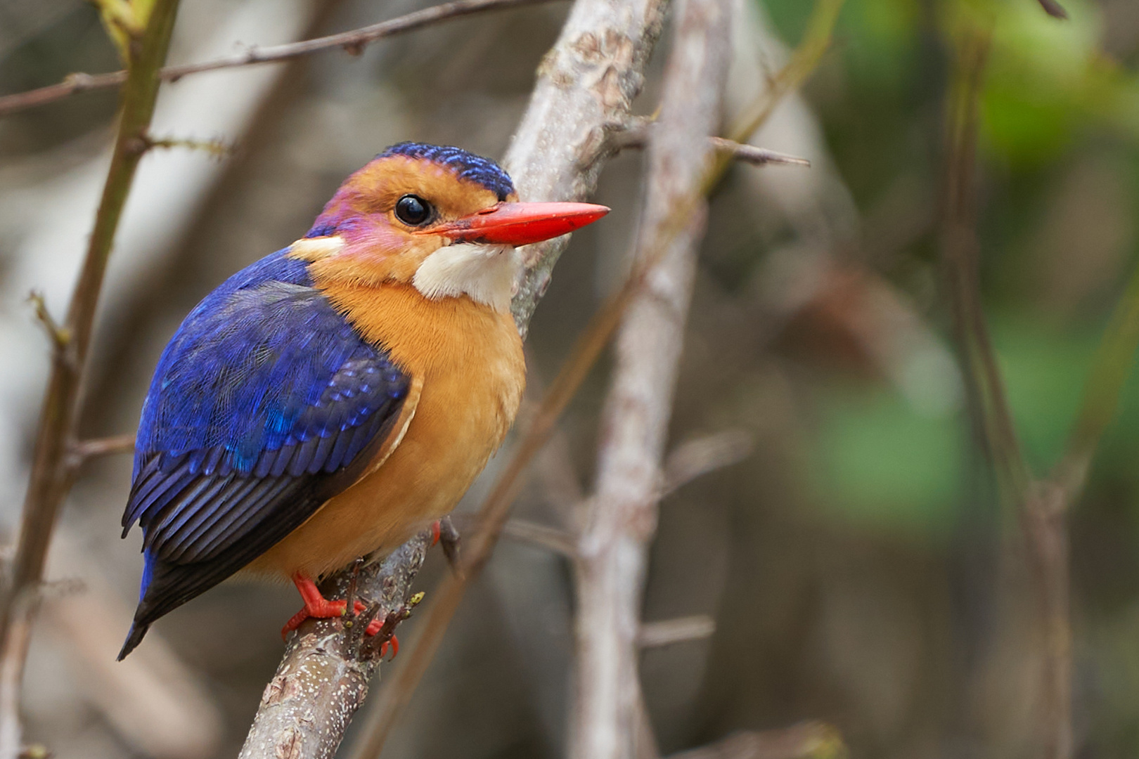 Malachit Eisvogel