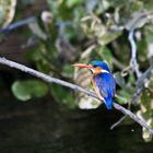 Malachit - Eisvogel im Okawango