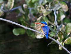 Malachit - Eisvogel im Okawango