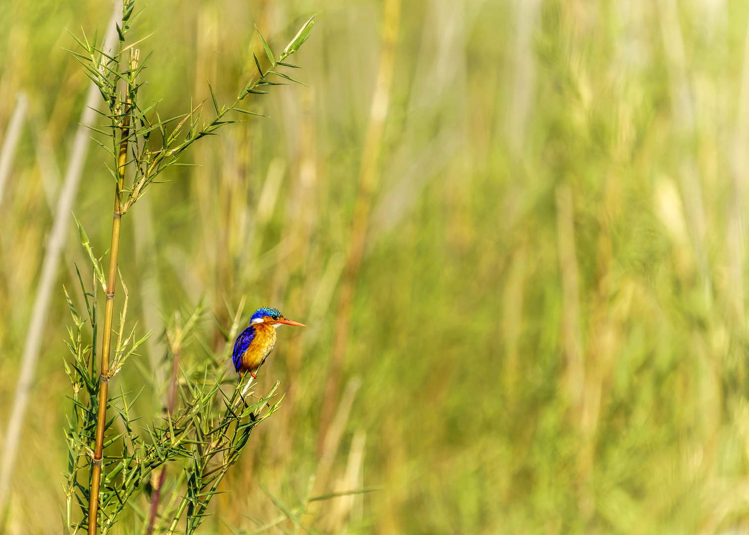 Malachit-Eisvogel oder Hauben-Zwergfischer