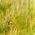 Malachit-Eisvogel oder Hauben-Zwergfischer