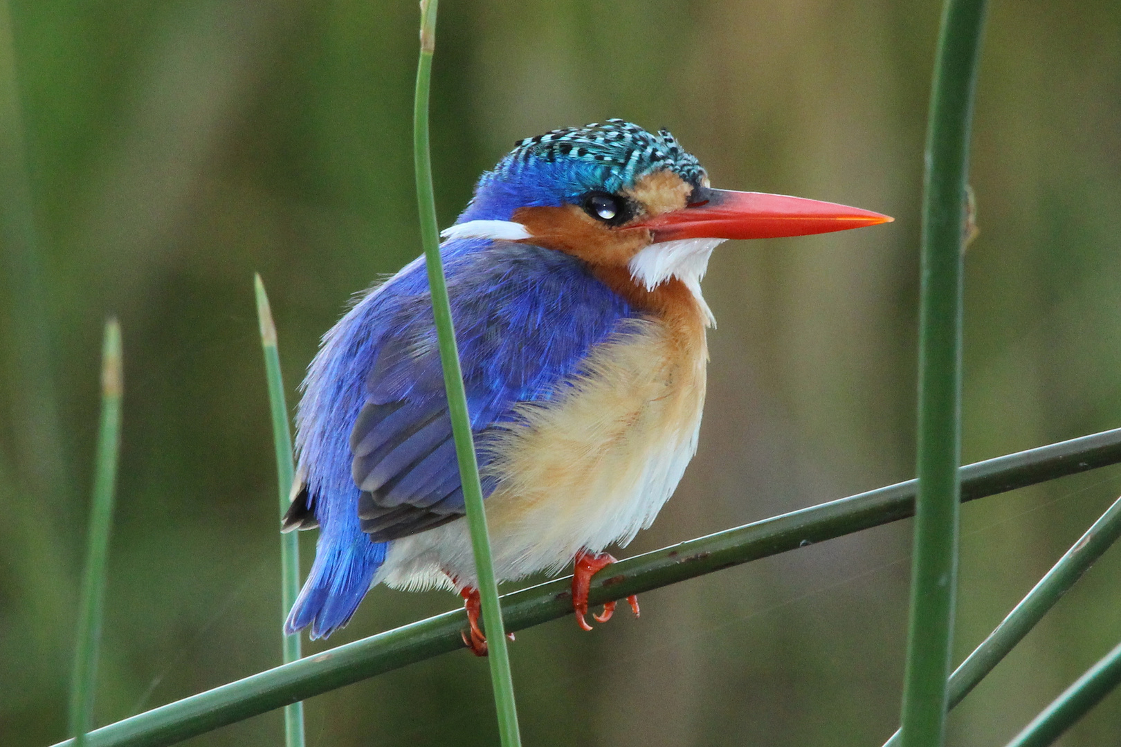 Malachit Eisvogel(King Fisher)