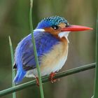 Malachit Eisvogel(King Fisher)