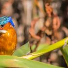 Malachit Kingfisher