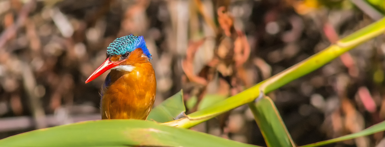 Malachit Kingfisher