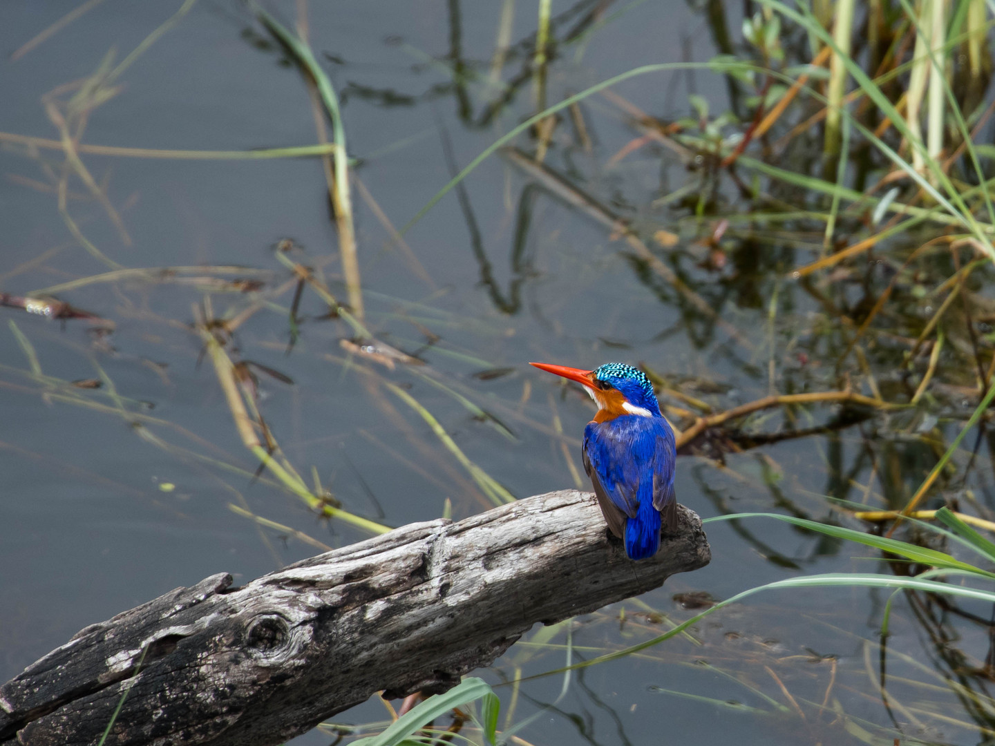 Malachit-Kingfisher